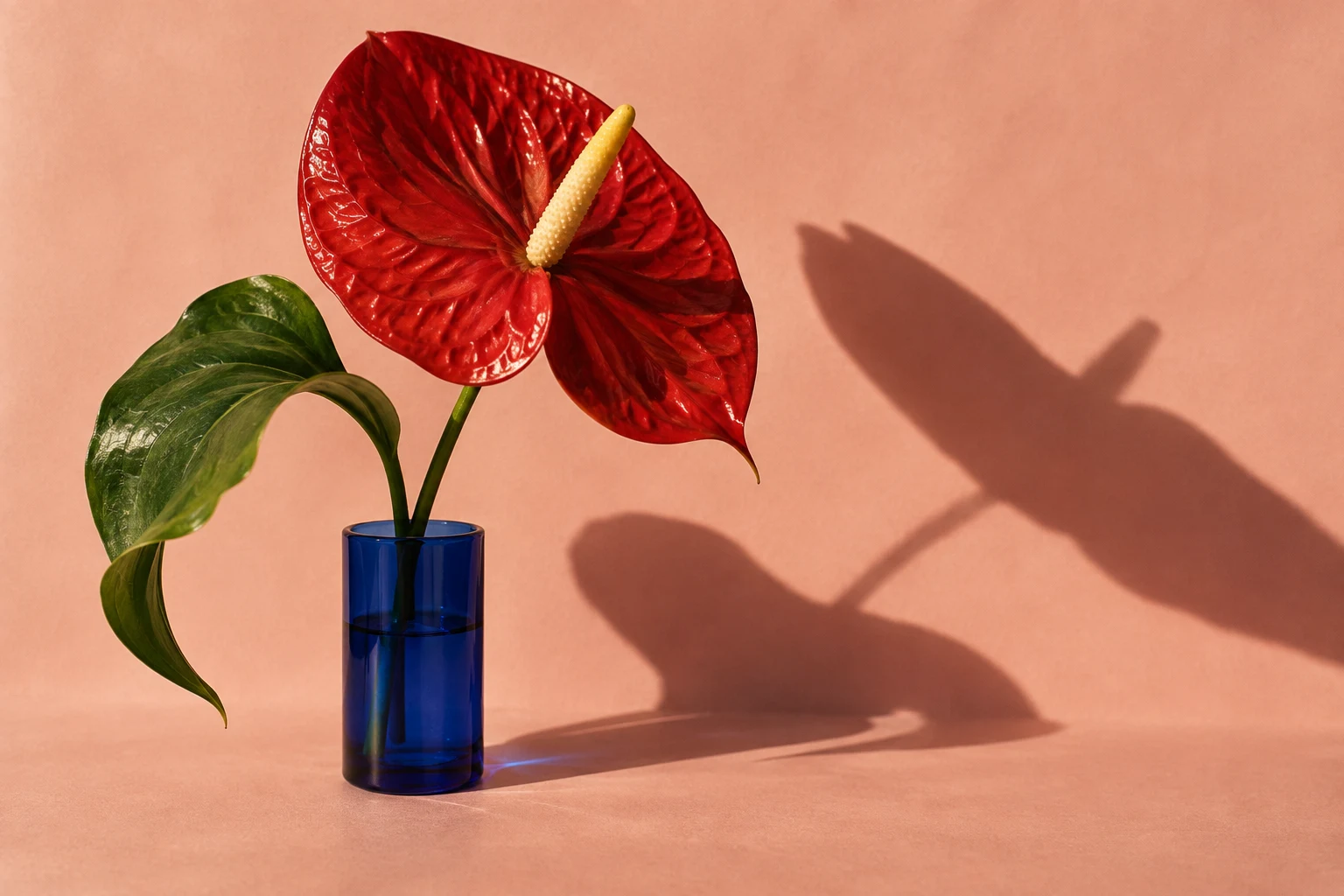 A sculptural red anthurium and cobalt glass vase, casting a botanical shadow across a peach backdrop.